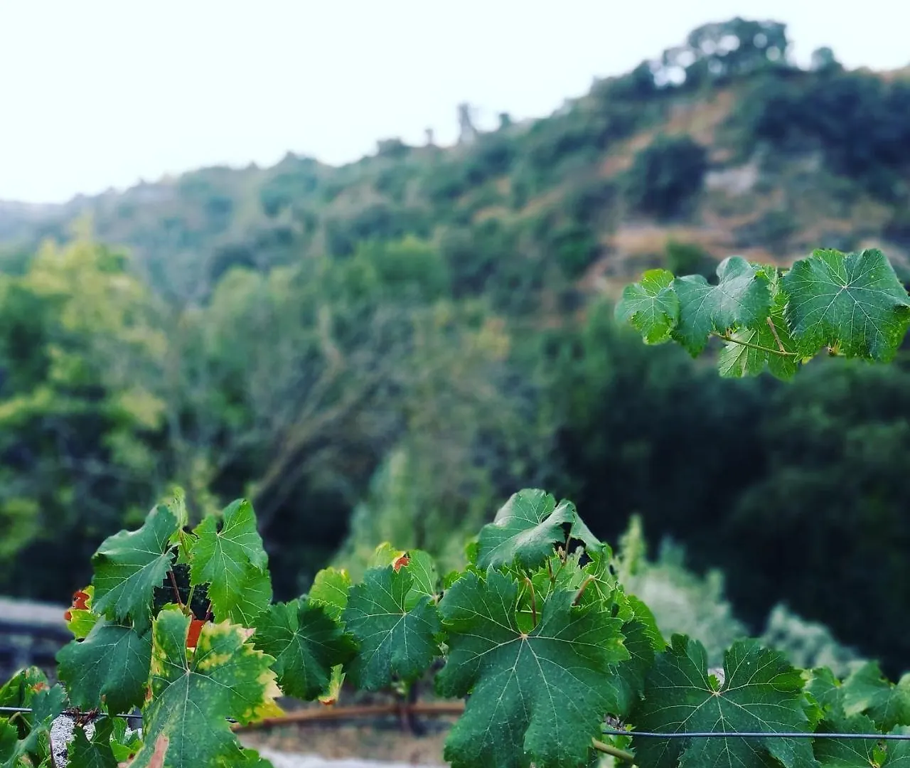 Villa Ignacia B&B - Nature Between Ronda & Setenil Arriate